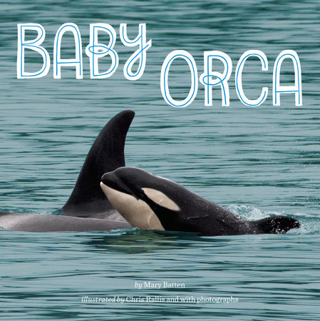 Baby Orca by Mary Batten