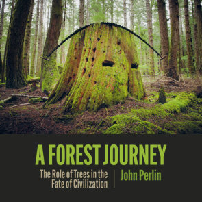 A Forest Journey