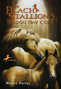 The Black Stallion's Blood Bay Colt