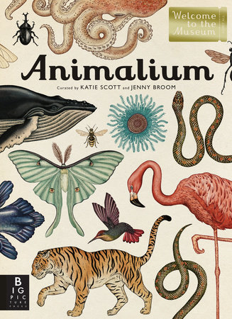 Animalium by Jenny Broom; Illustrated by Katie Scott