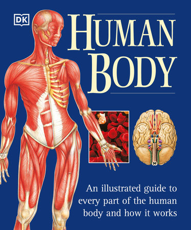 drawing the human body book