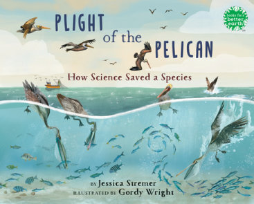 Plight of the Pelican