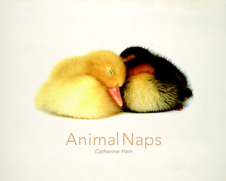 Animal Naps by Catherine Ham