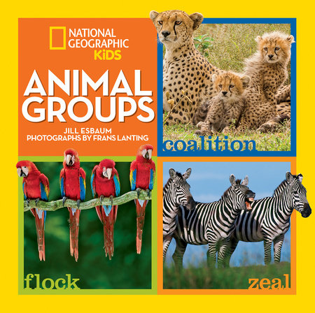Animal Groups by Jill Esbaum