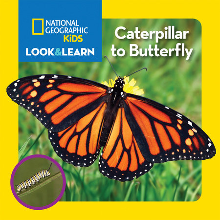 National Geographic Kids Look and Learn: Caterpillar to Butterfly by National Geographic Kids