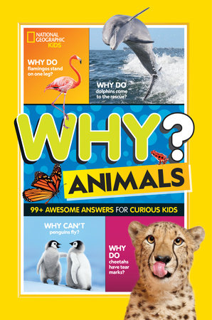 Why? Animals by Julie Beer