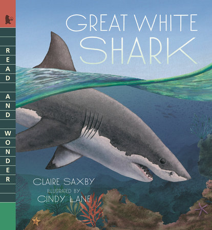 Great White Shark by Claire Saxby