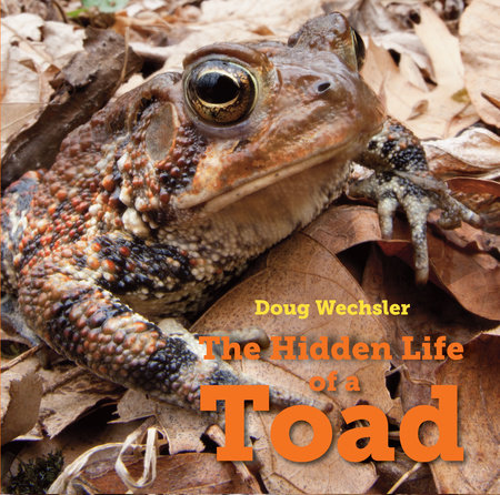 The Hidden Life of a Toad by Doug Wechsler