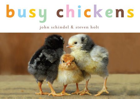 Busy Chickens by John Schindel; photographs by Steven Holt