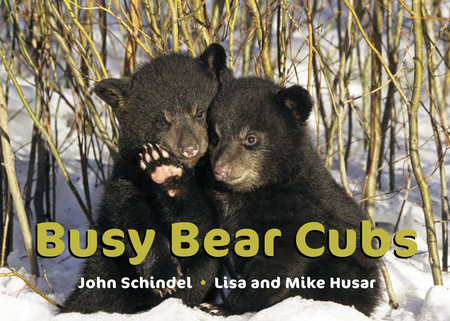 Busy Bear Cubs by John Schindel