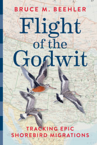 Flight of the Godwit