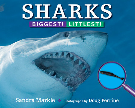 Sharks by Sandra Markle
