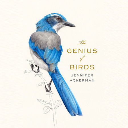 The Genius of Birds by Jennifer Ackerman